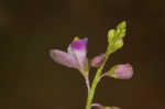 Showy milkwort